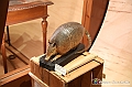 VBS_1017 - Riapre il Museo di Scienze Naturali dopo dieci anni di chiusura